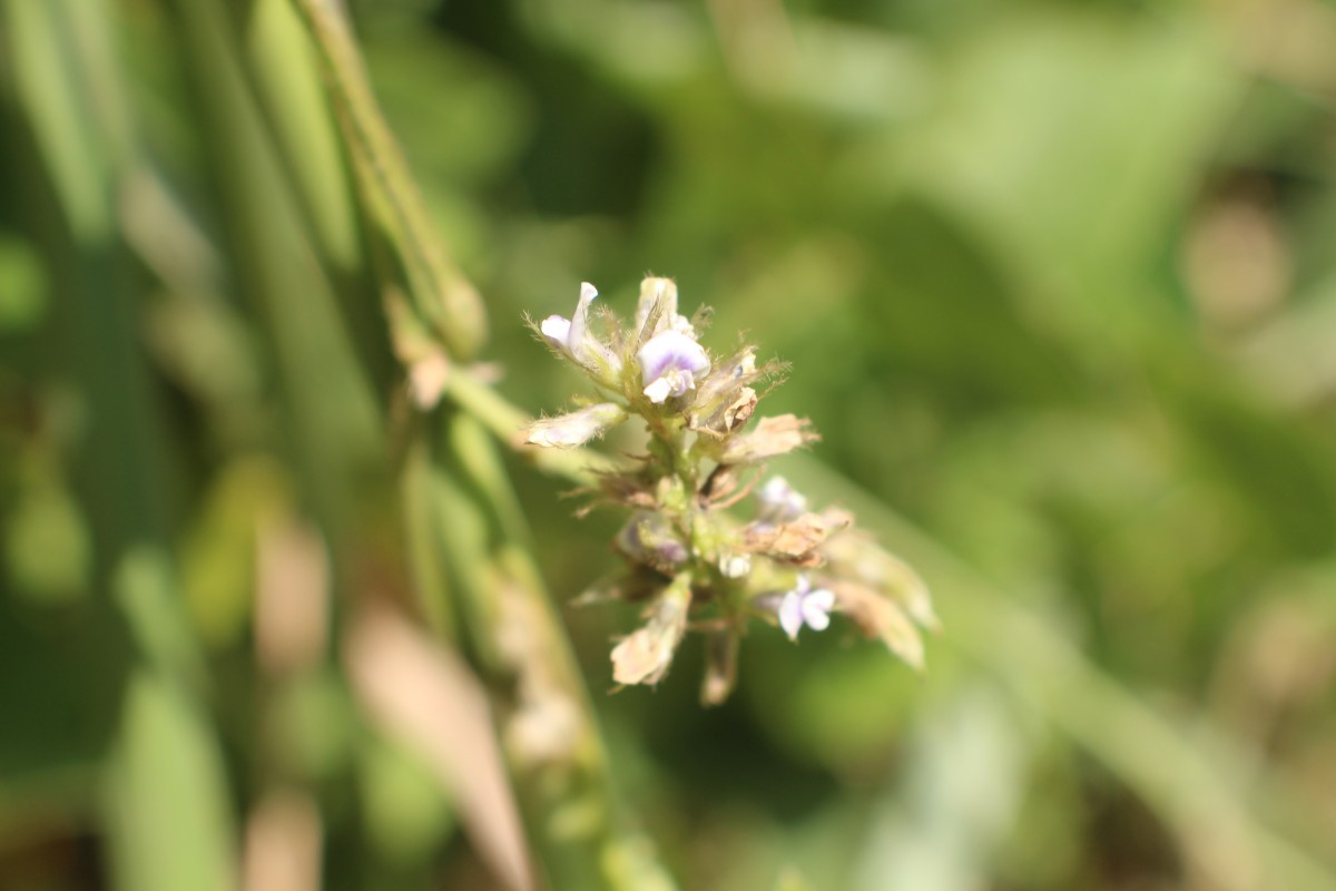 Neonotonia wightii (Wight & Arn.) J.A.Lackey